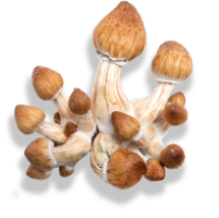 Cogumelos Mágicos Psilocybe Cubensis