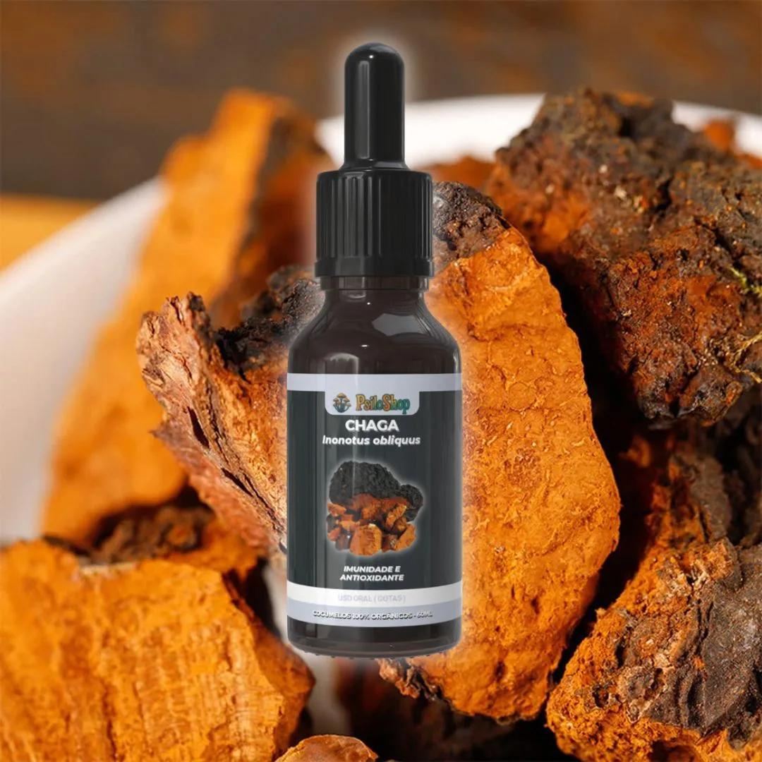 Cogumelo Chaga